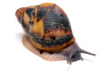 Archachatina marginata egregia Cameroon two-tone juvenil